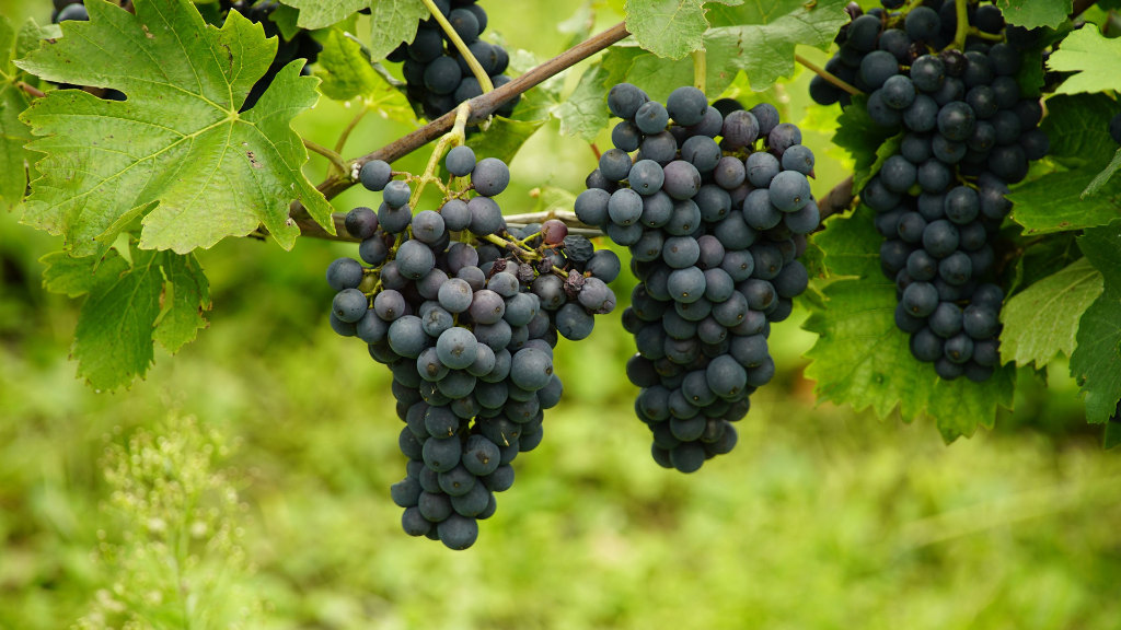 Sie sehen mehrere Weintrauben, die noch am Weinstock hängen.