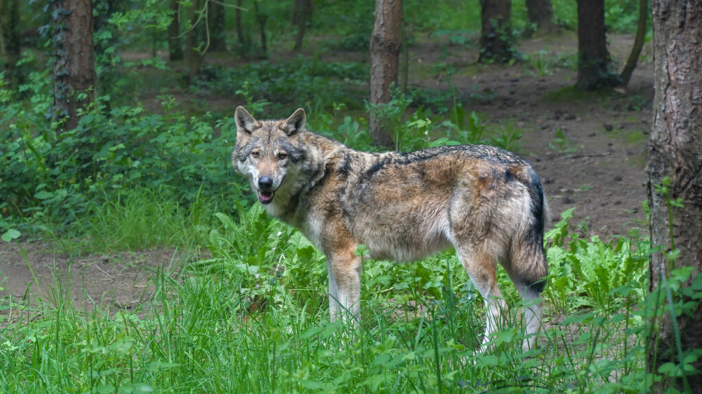 Sie sehen einen eurasischen Wolf in einem Wald.