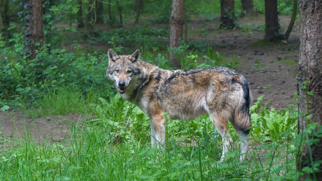 Sie sehen einen eurasischen Wolf in einem Wald.