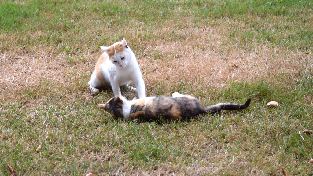 Sie sehen zwei spielende Katzen.