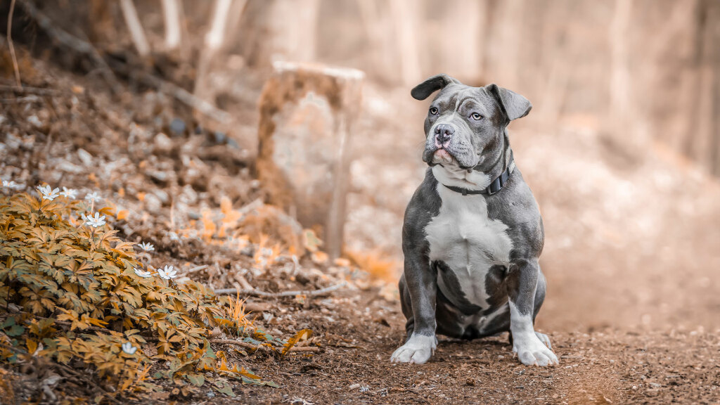 Sie sehen einen Staffordshire Bullterrier sitzend in einem Wald.