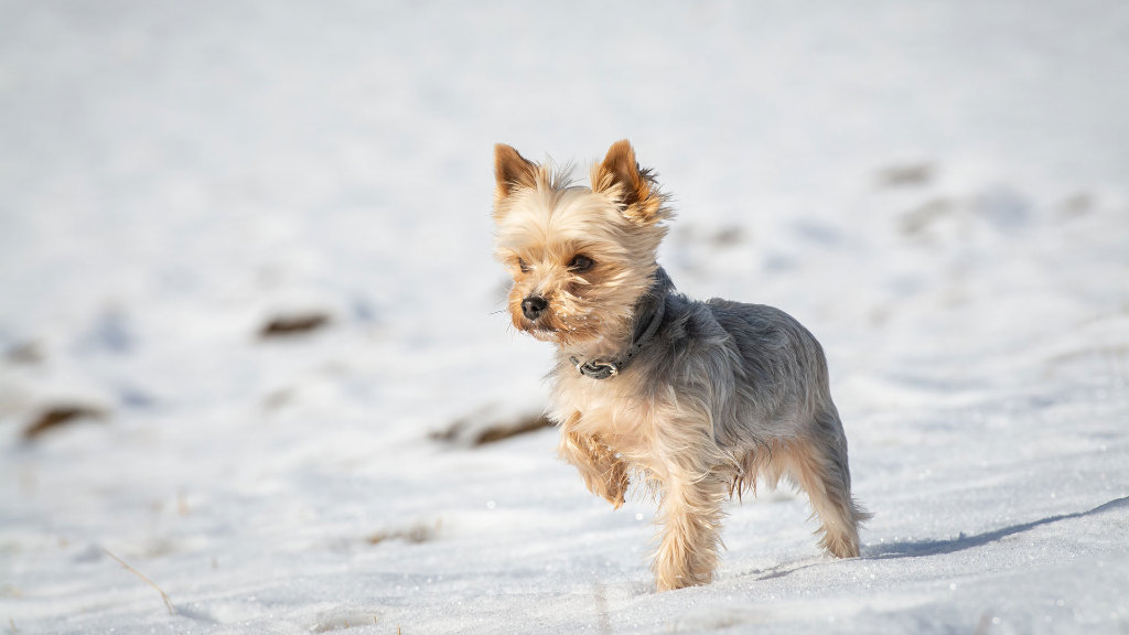 Sie sehen einen rennenden Yorkshire Terrier.