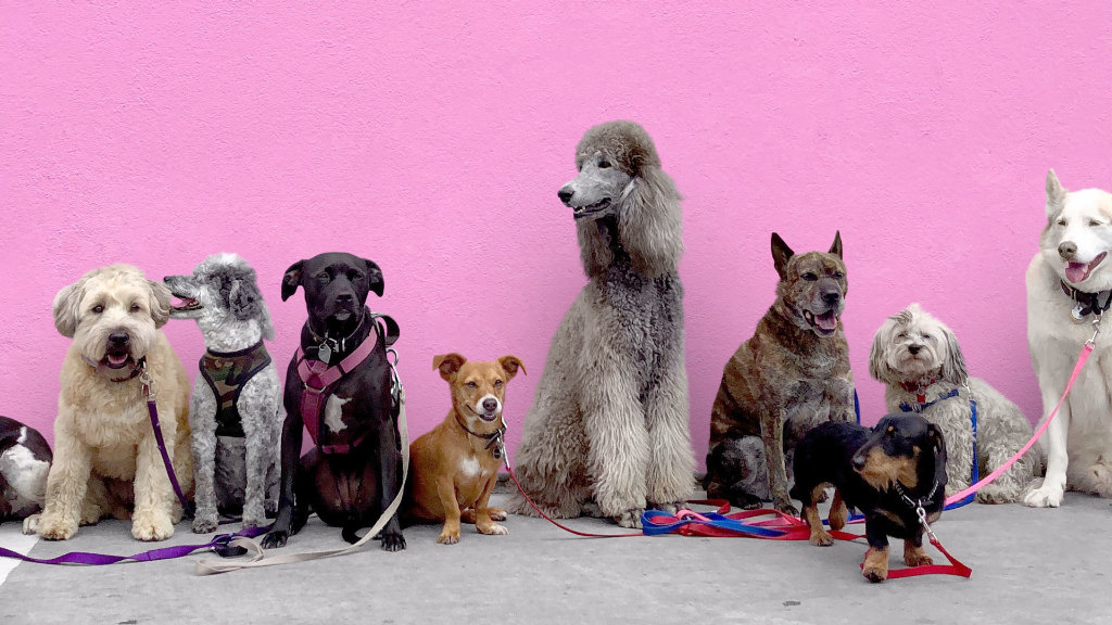 Sie sehen eine Gruppe von Hunden vor einer rosafarbenden Wand.