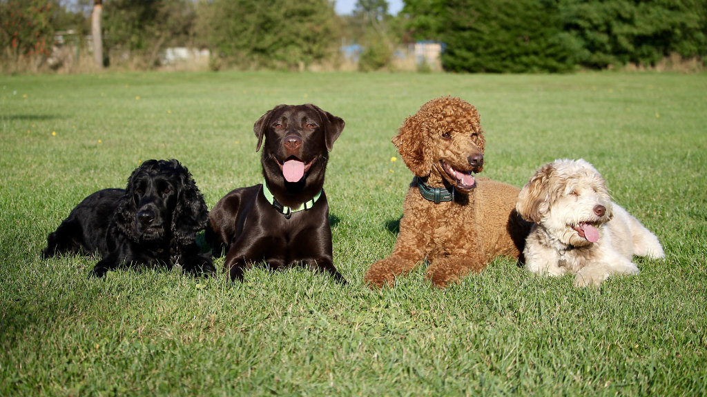 Sie sehen eine Gruppe von Hunden im Gras.