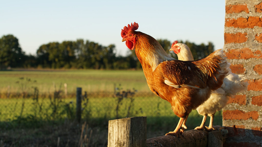 Sie sehen einen Hahn und ein Huhn auf einer Mauer stehen.