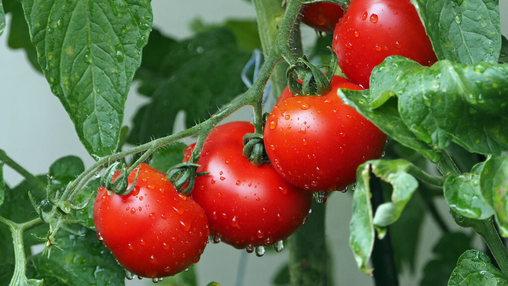 Sie sehen mehrere Tomaten an einem Strauch.