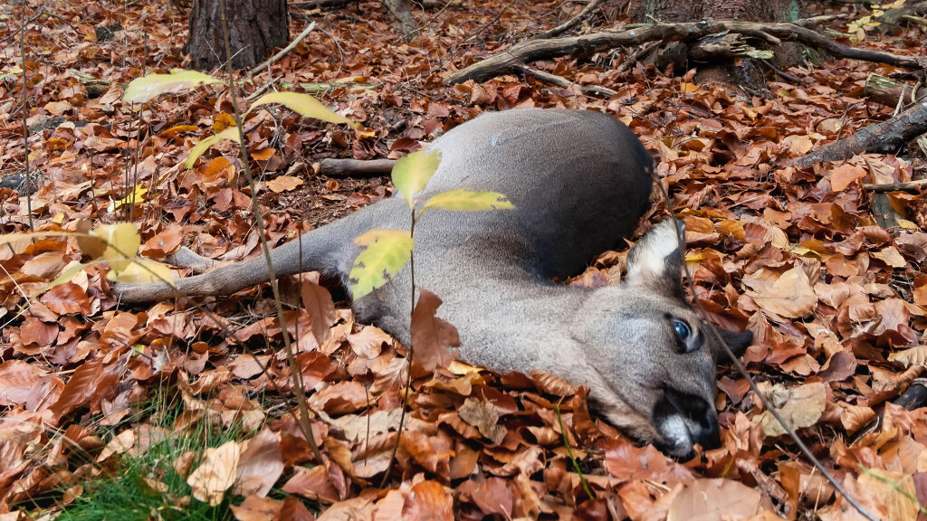 Sie sehen ein totes Reh im Wald.