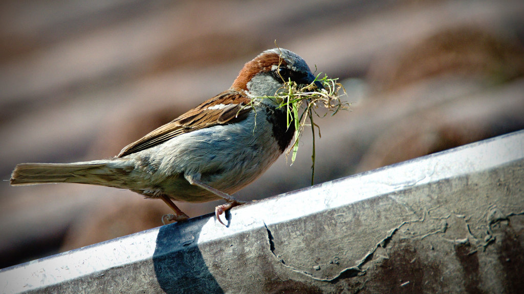 Sie sehen einen Sperling (auch Spatz genannt) mit Baumaterial für den Nestbau im Schnabel, der auf einem Ast sitzt.