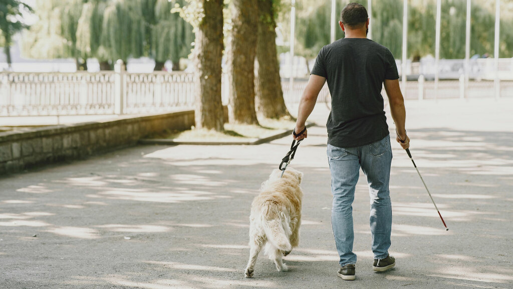 Sie sehen einen Blindenhund beim Spaziergang mit seinem Herrchen.