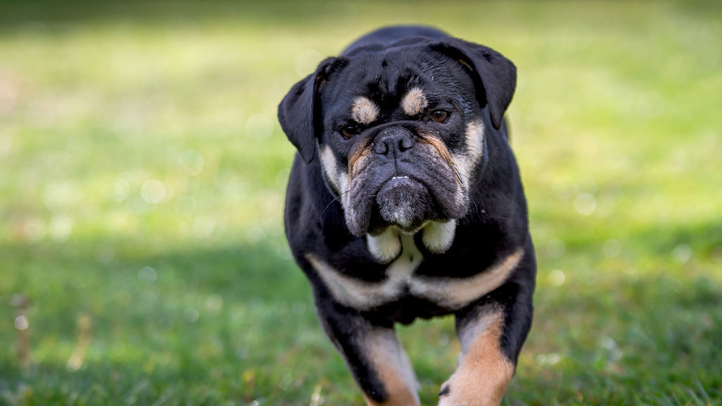 Sie sehen eine Englische Bulldogge beim Laufen.