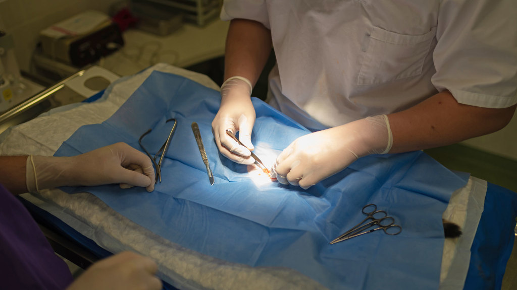 Sie sehen eine (abgedeckte) Katze auf dem Operationstisch beim Tierarzt.