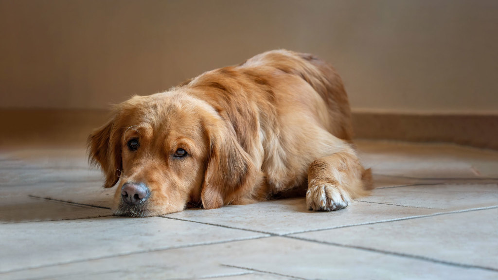 Sie sehen einen Golden Retriever auf dem Boden liegen.