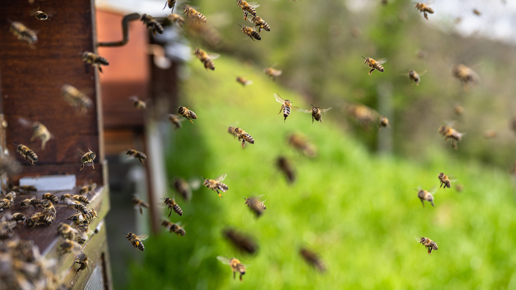 Sie sehen Honigbienen, die einen Bienenstock anfliegen.