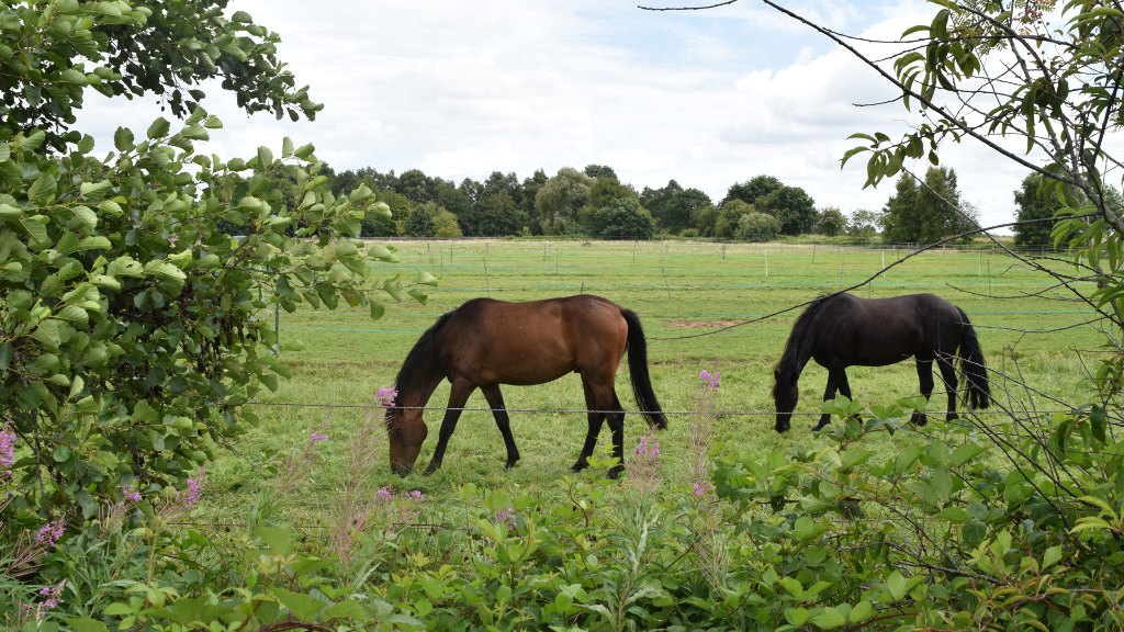 Sie sehen zwei Pferde auf einer Koppel.