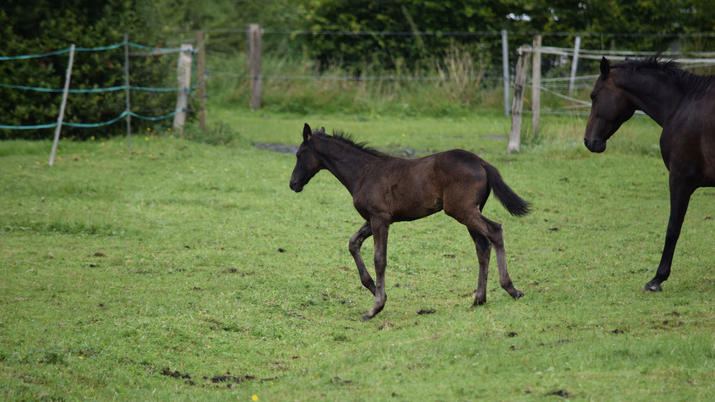 Sie sehen ein Fohlen über eine Koppel traben.