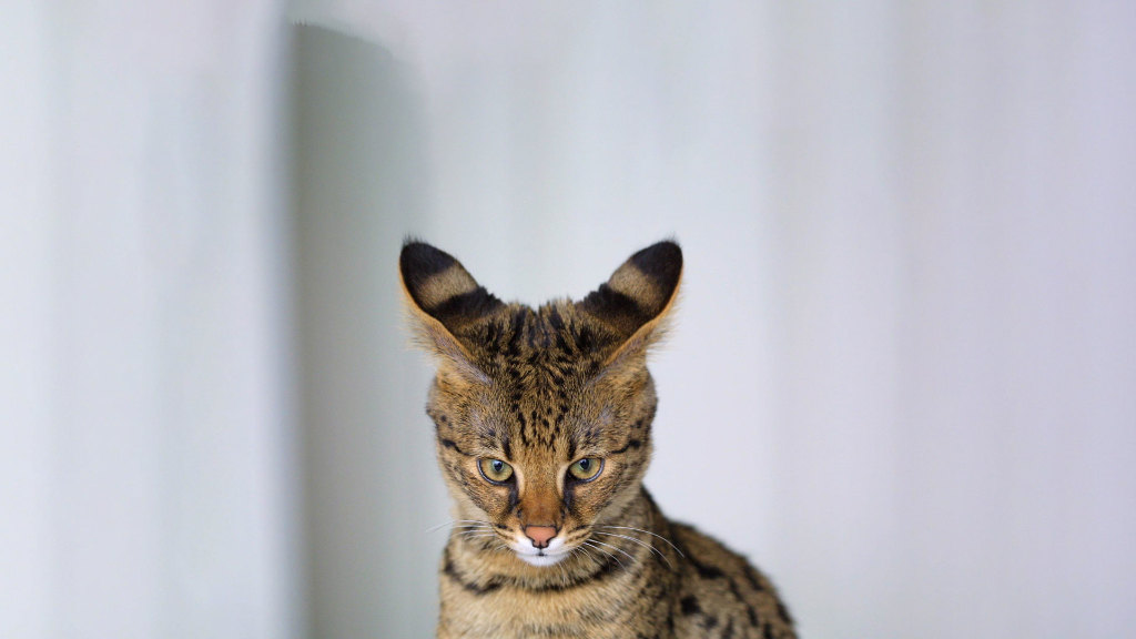 Sie sehen eine Großaufnahme einer Savannah-Katze.