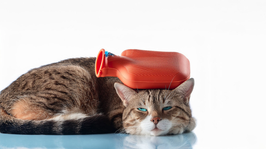 Sie sehen einen müden, liegenden Kater mit einer Wärmflasche auf dem Kopf.