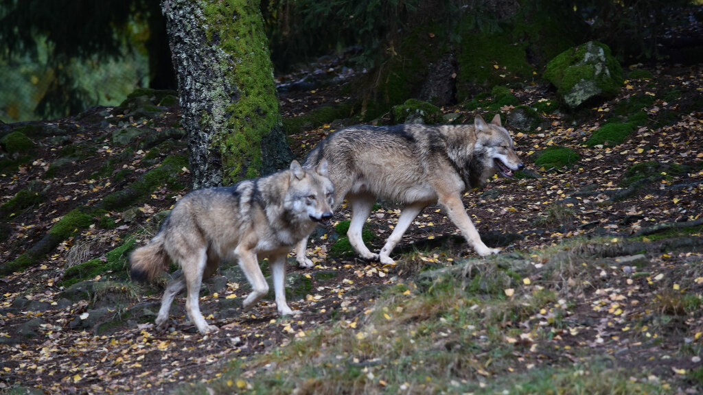 Sie sehen zwei eurasische Wölfe in einem Wald.