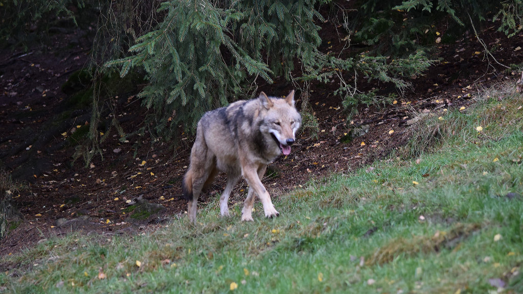 Sie sehen einen eurasischen Wolf in einem Wald.