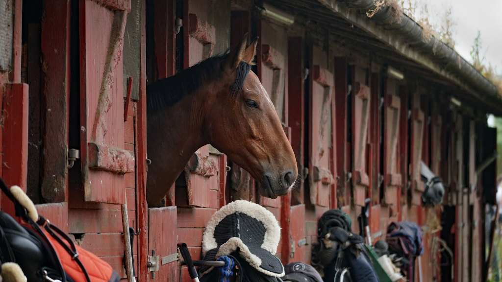 Sie sehen einen Pferdestall, aus dem ein Pferd herausschaut.