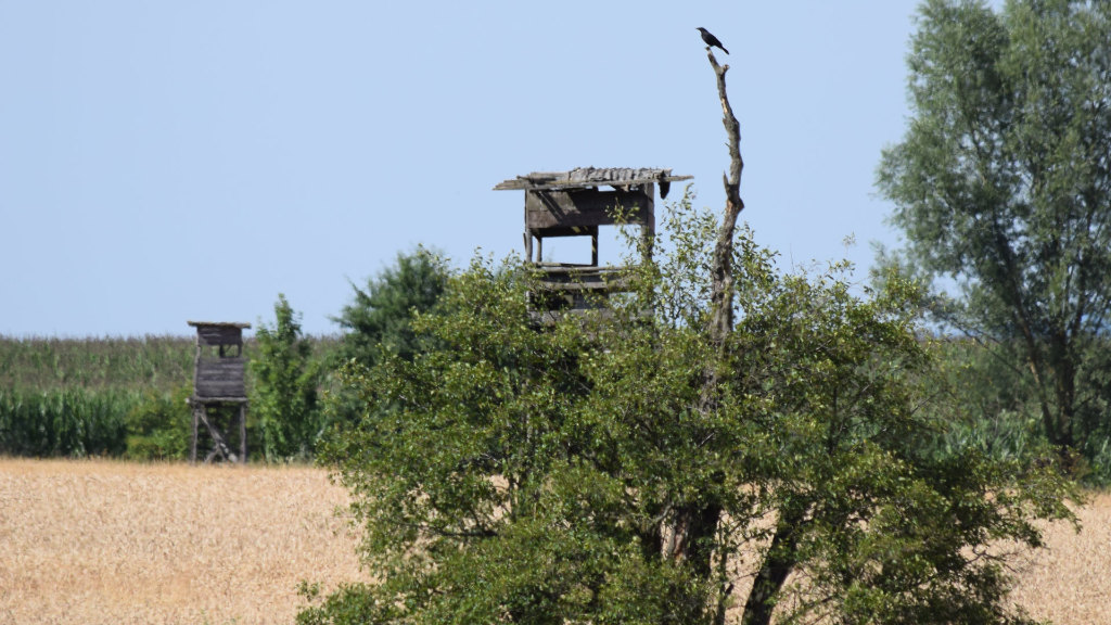 Sie sehen zwei Hochsitze am Rande eines Feldes.