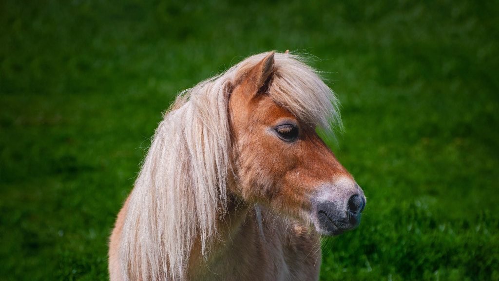 Sie sehen ein Pony auf einer Wiese.