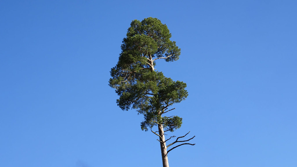 Sie sehen eine einzelne Waldkiefer vor blauem Himmel.