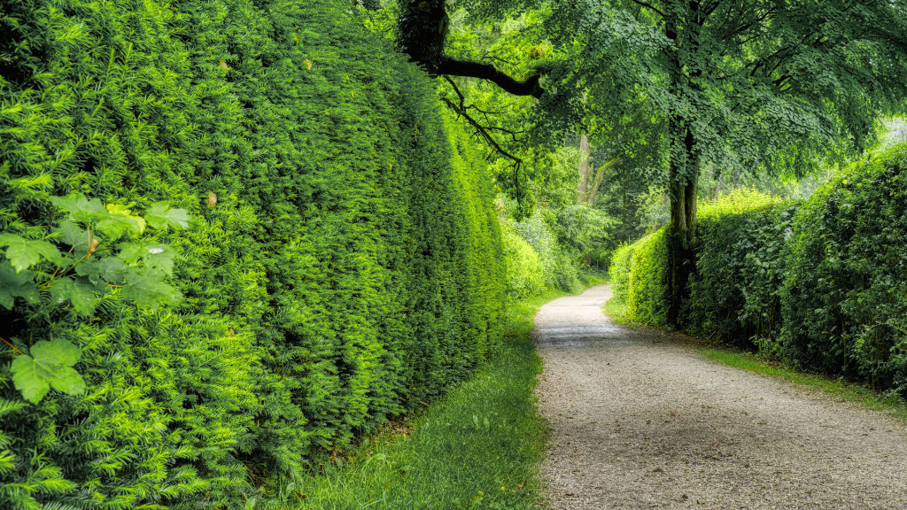 Sie sehen eine Hecke entlang einem Weg in einer parkähnlichen Landschaft.