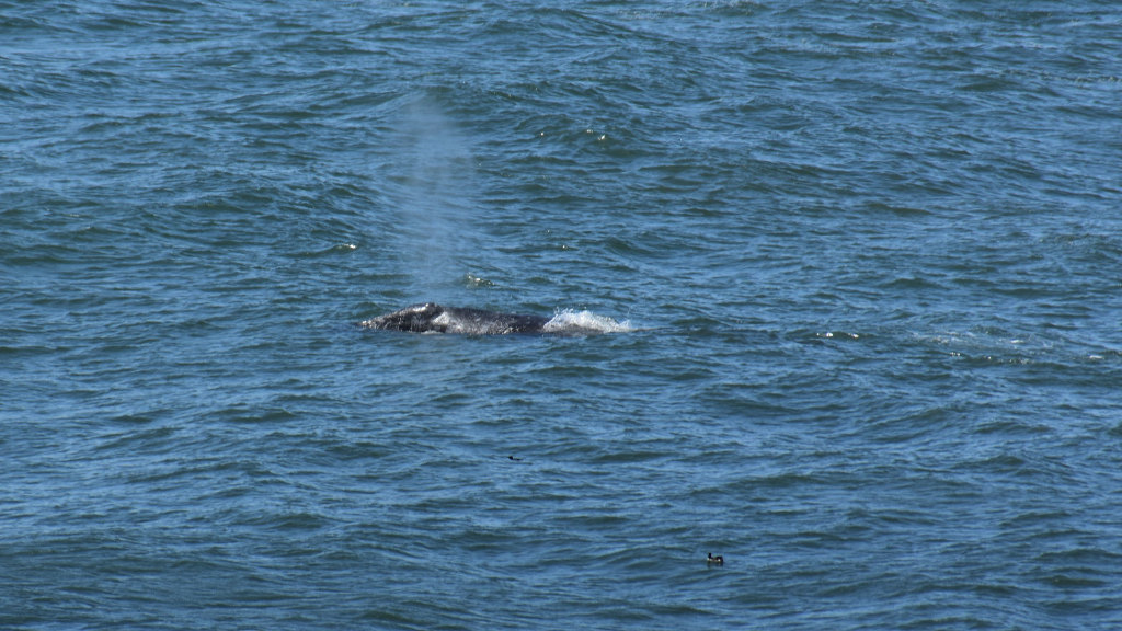 Sie sehen einen Buckelwal im Meer.