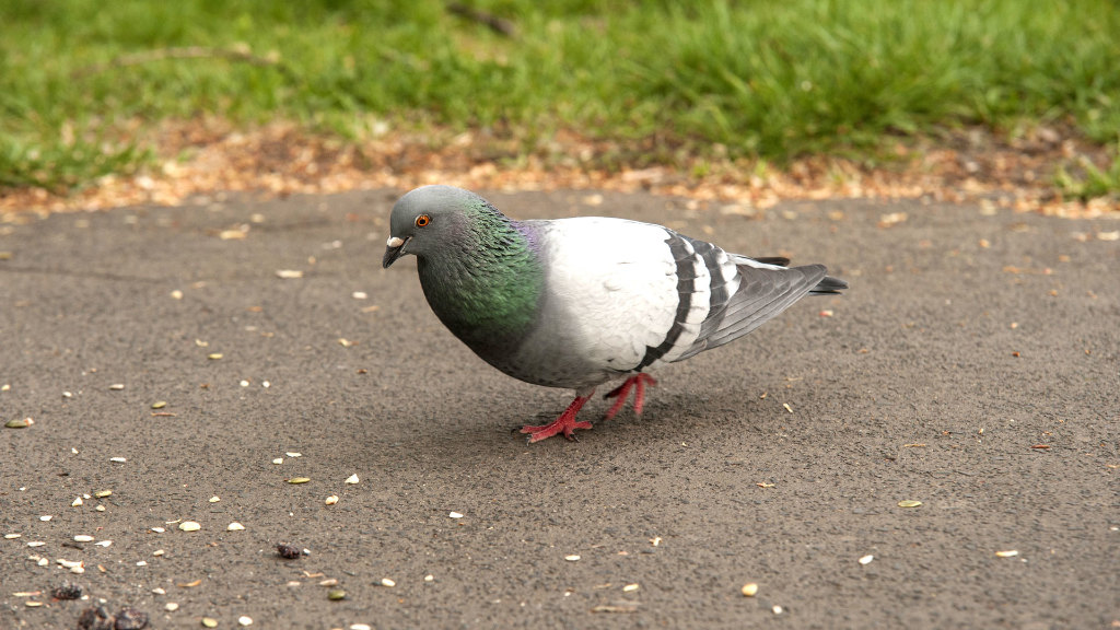 Sie sehen eine Taube auf einem Weg in einem Park.
