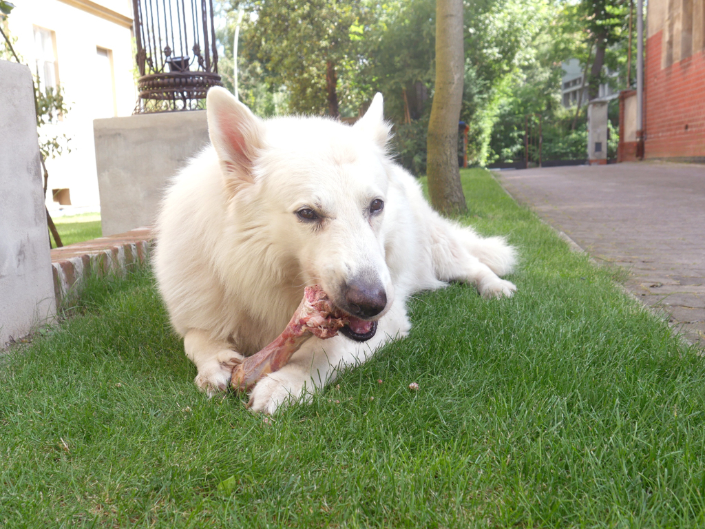 Sie sehen einen weißen Schäferhund, der an einem Knochen nagt.