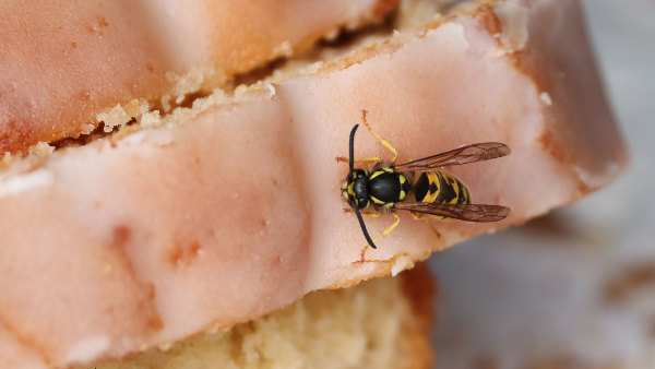 Sie sehen ein Wespe auf einen Kuchen.