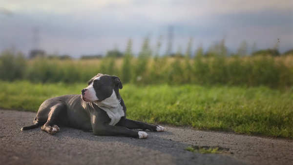 Sie sehen einen American Bully auf einer Straße liegen.