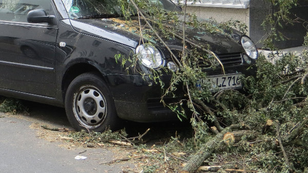 Sie sehen ein Auto auf dem ein Ast gefallen ist.