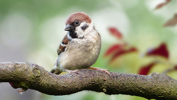 Sie sehen einen Sperling (auch Spatz genannt), der auf einem Ast sitzt.