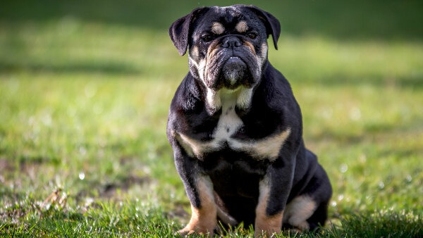 Sie sehen eine Englische Bulldogge sitzend auf einem Rasen.