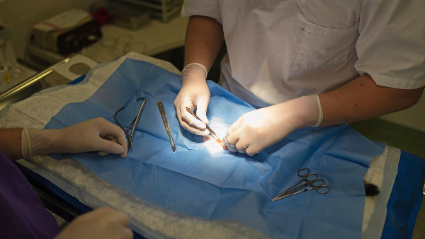 Sie sehen eine (abgedeckte) Katze auf dem Operationstisch beim Tierarzt.