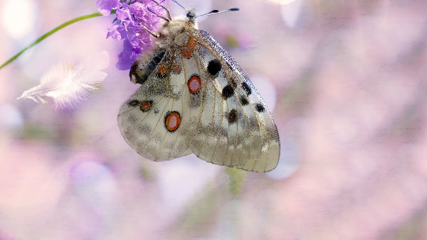 Sie sehen einen Apollofalter.