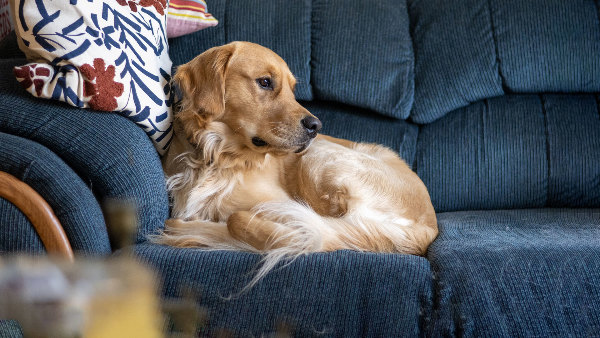 Sie sehen einen Golden Retriever auf einer Couch liegen.
