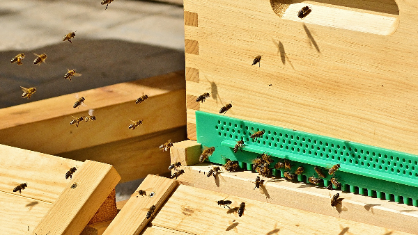 Sie sehen Honigbienen von einem Bienenstock.