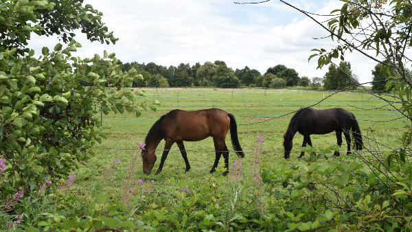 Sie sehen zwei Pferde auf einer Koppel.