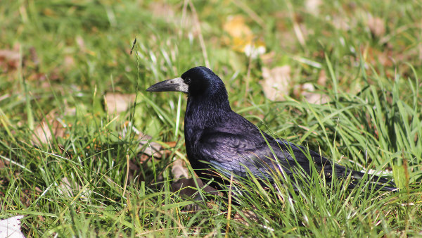 Sie sehen eine Saatkrähe im Gras sitzen.