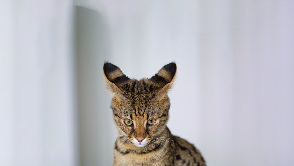 Sie sehen eine Großaufnahme einer Savannah-Katze.