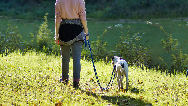 Sie sehen eine Frau beim Gassi gehen mit einem Hund an einem Teich im Wald.