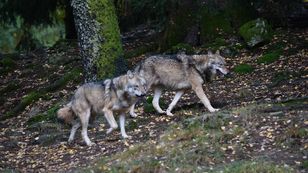 Sie sehen zwei eurasische Wölfe in einem Wald.