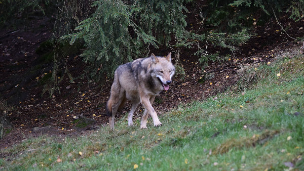 Sie sehen einen eurasischen Wolf in einem Wald.