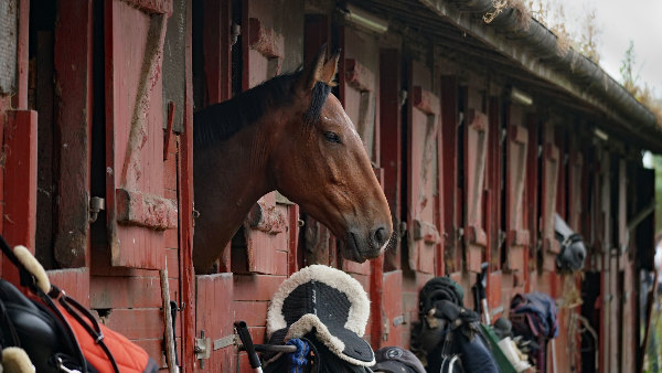 Sie sehen einen Pferdestall, aus dem ein Pferd herausschaut.
