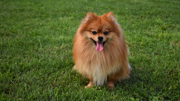 Sie sehen einen Hund (Spitz) auf einer Wiese.
