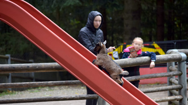 Sie sehen eine kleine Ziege auf einer Rutsche in einem Streichelzoo.