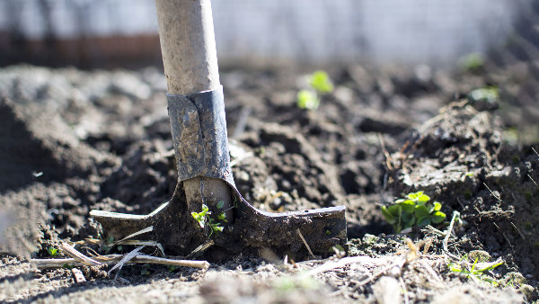 Sie sehen eine Schaufel, die in der Erde steckt.